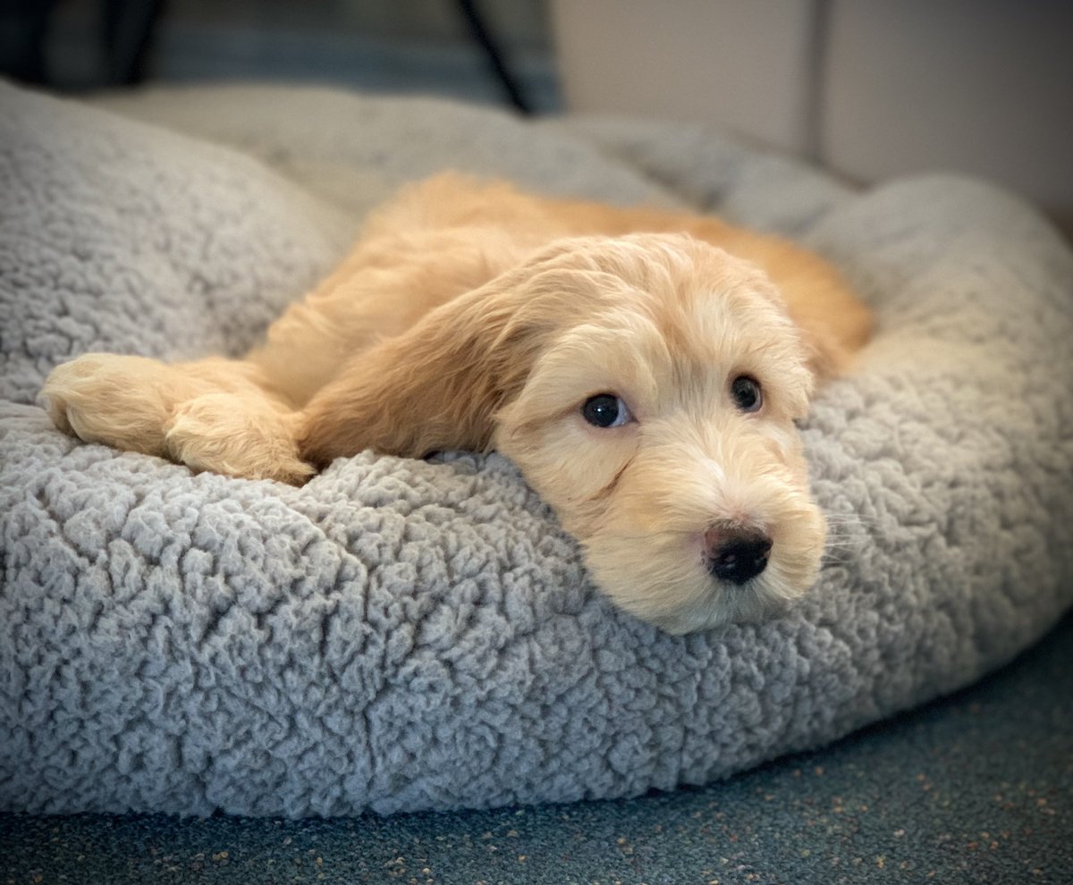 WARATAHWESTPS's tweet photo. Meet Barney the newest member of the WWPS family. We are incredibly grateful to Charlotte @ https://t.co/S6OIwiRF9A. Their generosity in donating Barney, and assisting with training etc, is just amazing. #tamaruke #LoveWhereYouWork #DogsofTwittter https://t.co/DkTxe8L9jt