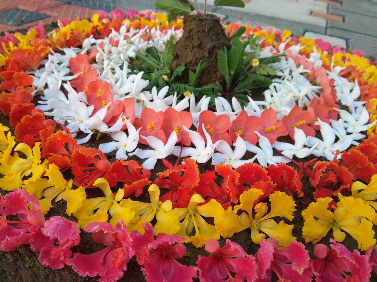 Chippy_P's tweet photo. Onam. Going with local flowers
രാജമല്ലി
Day 9- ഉത്രാടം 
#Onam2020 https://t.co/W6T1vSdoCR