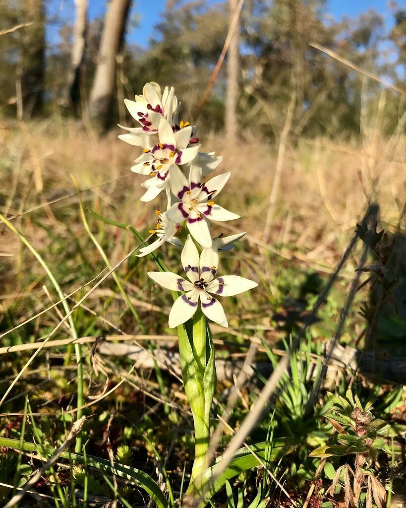 Dr_AnnaM's tweet photo. Early Nancy flowering at the Pinnacle #WildOz #Canberra #ACTparks https://t.co/bjBpuS0QCB https://t.co/5xALlivGAw