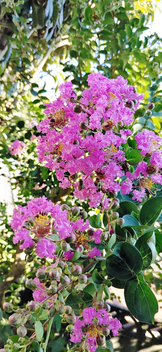 ミク太 美桜の日 婆ちゃんのお家に咲きました 花 名 猿滑 サルスベリ 別 名 百日紅 ヒャクジツコウ 時 期 6月 10月 花の色 赤 ピンク 白 紫 花言葉 雄弁 愛嬌 不用意 写真の美桜ちゃんと写ってるのも百日紅だよね この頃からピンク ミク太 美桜の日 婆ちゃんのお家に咲きました 花 名 猿滑 サルスベリ 別 名 百日紅 ヒャクジツコウ 時 期 6月 10月 花の色 赤 ピンク 白 紫 花言葉 雄弁 愛嬌 不用意 写真の美桜ちゃんと写ってるのも百日紅だよね この頃からピンク