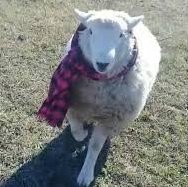 JuanmaVarela's tweet image. Los Simpson también predijeron a Oscar