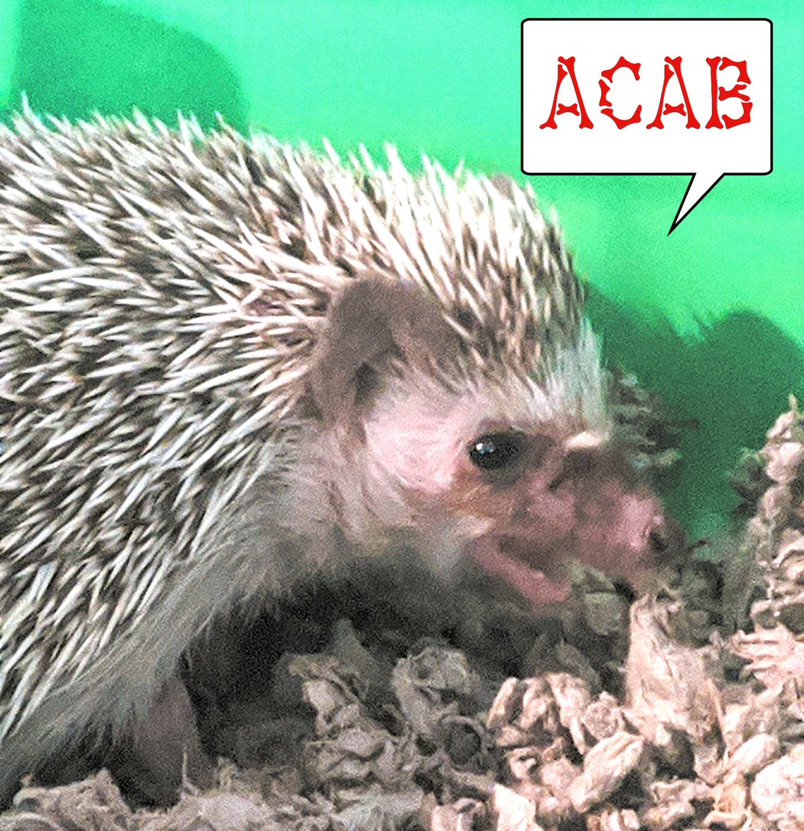 spicyspacecadet's tweet image. Meet my new hoglet, his name&apos;s Shrimp. He says fûck fascists, fûck the police, Black Lives Matter &amp;amp;&amp;amp; Viva La Revolución ~
#hedgehogsaysftp #ftp #ACAB #antifa