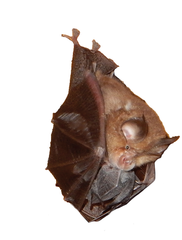 NiortAgglo's tweet photo. 🗓 Vendredi à #Saint-Gelais:Nuit de la chauve-souris #FestivEte https://t.co/JdiVtgMnLf https://t.co/pEgbvbEjEr
