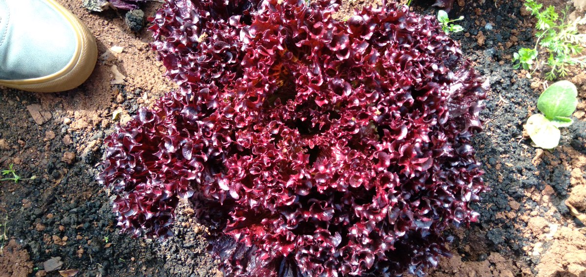 ras_anam's tweet photo. How can you be eating three times a day and not plant any food? Plant your own food! 
Food security is a must and the best way of achieving it is every household having a vegetables garden.
#RastafariLivity
#AfricaVision2063
#YoungAndFarming 
#FoodSecurityIsAMust https://t.co/Oj9M329pHt