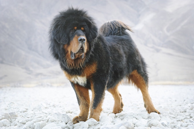 bhutia dog