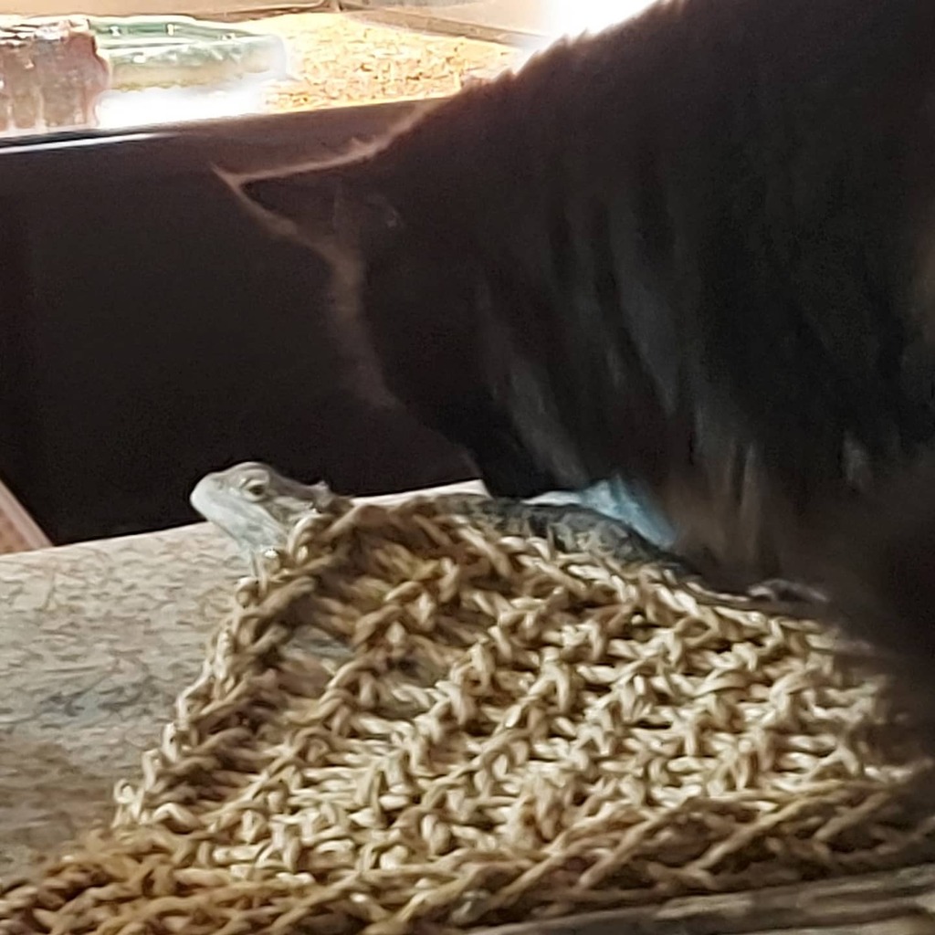 16Brett's tweet photo. Tyrone getting a little time out of his terrarium and Vegas never quite sure what is going on.. #Vegasthecat #breadeddragon #tryonethedragon https://t.co/keUK8V10Qd https://t.co/6A10XpdV2j