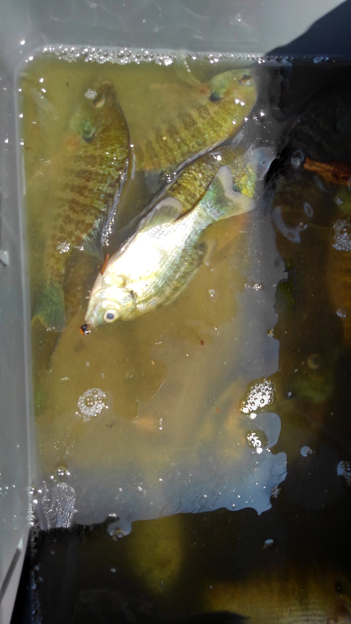 ブルーギル 食べれる