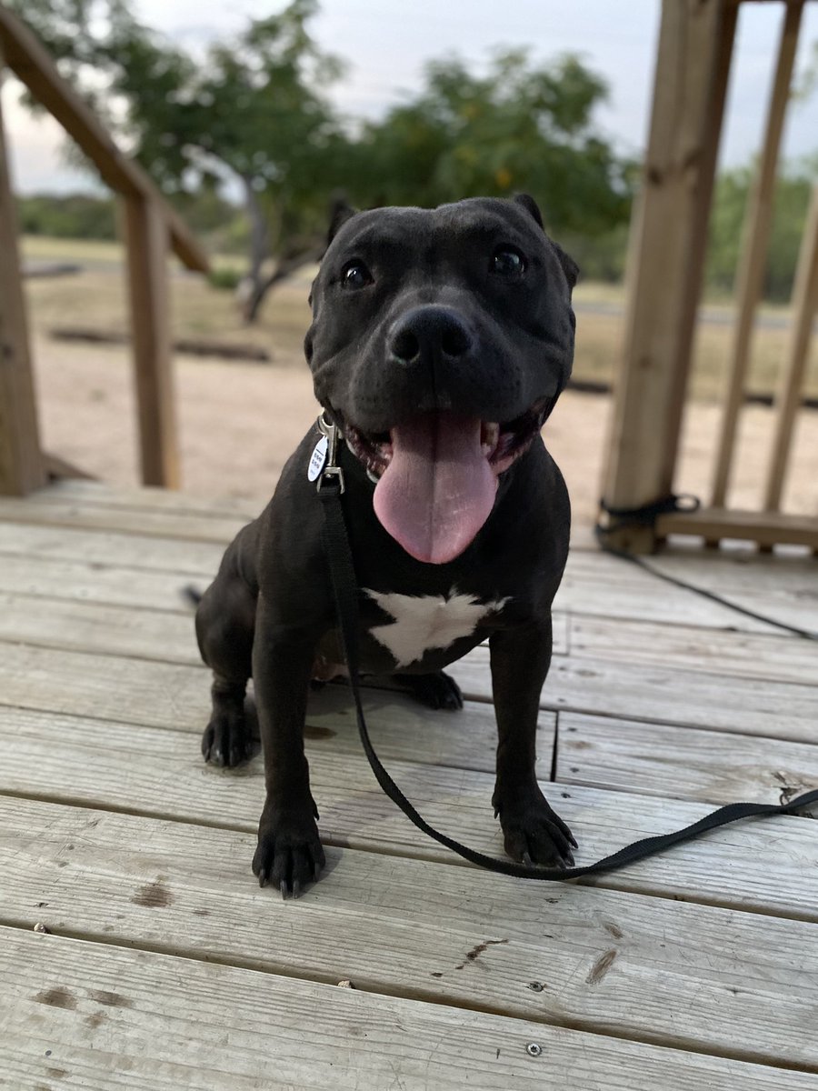 22 months in rescue &amp; we are hopeful for a successful meet &amp; greet for Alyvia, tomorrow!🖤🙌🏼 #saveTexasdogs