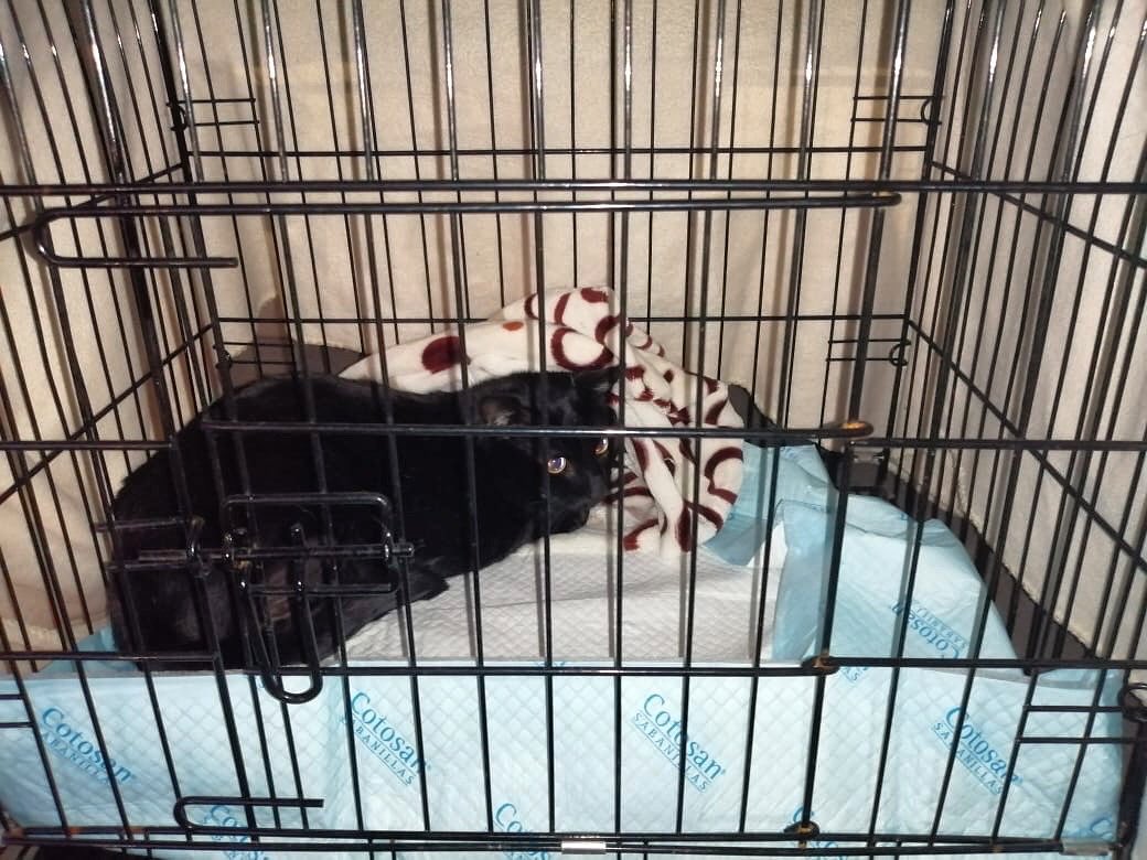 Morochito ya de altacamino a su Hogar temporal ♥️