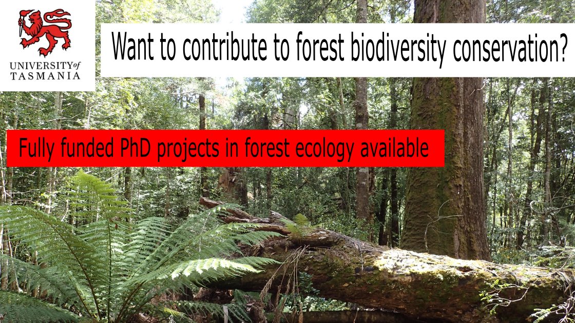 Please RT: Fully funded #PhD #scholarships in #forest #ecology #conservation available @Sciences_UTAS. Contribute to biodiversity conservation in managed forest landscapes. 3 projects Birds: bit.ly/3b7J0lu Plants: bit.ly/3jsVJ5u Beetles: bit.ly/3lG6PpE