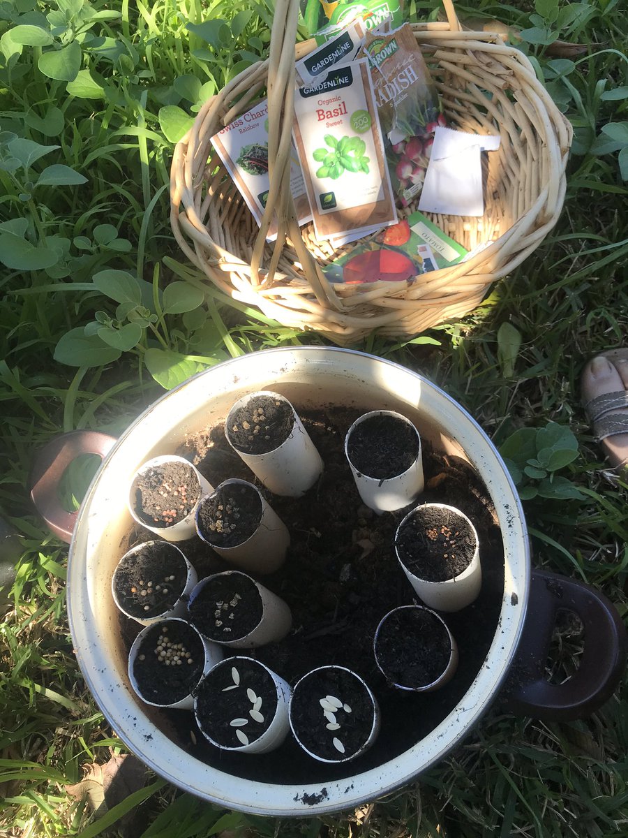 seatypefoto's tweet photo. Planted some seeds now that itโs spring. Recycling toilet rolls until the seeds propogate, then transfer them to bigger pots. Oh yeah and Iโm using an old cooking pot as incubator. #recycling #vegepatch #growyourown #foodgardens #homegardening #growingfood https://t.co/jTgFU7lV2c