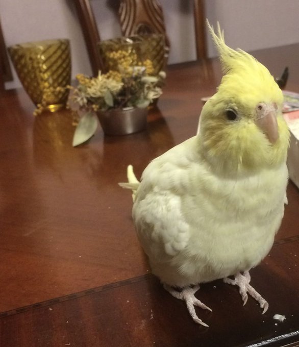 Twitterのコスプレ画像29