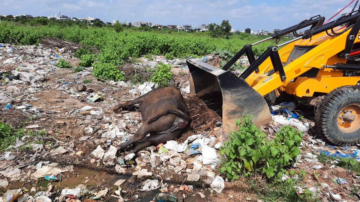 rajeshwar_jadi's tweet photo. @nitin_8 @KTRTRS @TelanganaCMO @Collector_SRD @CPCB_OFFICIAL @TelanganaPCB @TRSGMR @AmeenpurM @trsharish @MinisterKTR KTR Anna, see how situation in Ameenpur, dumping animal dead bodies.
Please consider Ameenpur people health and environment. Remove Dumpyard from residential area.
#SaveAmeepur. https://t.co/pmu6JuWLtD
