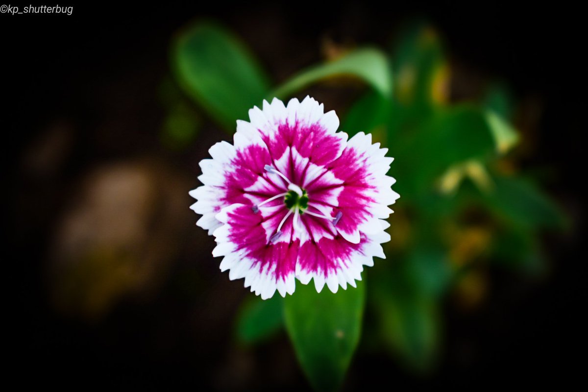 kp_shutterbug10's tweet photo. #kp_shutterbug #flowers #nature #photography #flowerstagram #love #naturephotography #art #macro #beautiful #flowerphotography #plants #photooftheday #photo #floral #green #flowerpower #instagood #rainy #naturelovers #plant #pink #florist #flores #bhfyp #Uttarakhand  #tehri https://t.co/7ZXscCC3At