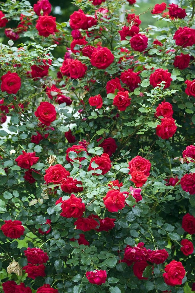 #صباح_الخيرᅠ
#سياره_ياس_فخر_الصناعه_العمانيه 
اًكتب لنا خير هذا..💓🌼
 اليوم ، بسعادة . ورضى ورحمة.منك وابعد عنا غضبك وسخطك. ربنا اجعلنا ،هادين 
 مهتدين غير ضالين ولامضلين ربنا. زدنا من خيرك، وبارك فيما رزقتنا، من فضلك
 اللهم، اًمًيًنً •💓🌼

 صبااح الخير