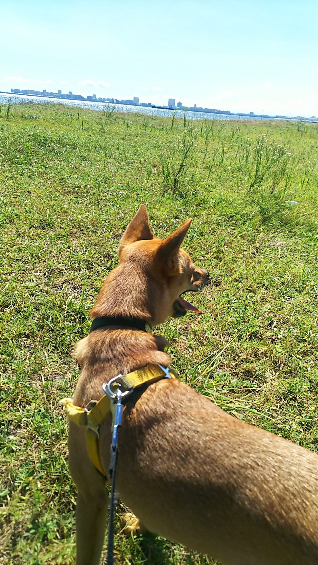 コマさん 犬ネタ 腰痛なのに遊びのお誘い断れず コマちゃん 保護犬 愛犬 雑種犬 三番瀬海浜公園 T Co Nnjqwrdmv4 Twitter