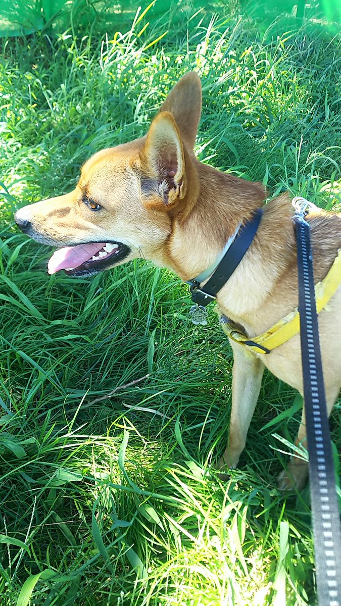 コマさん 犬ネタ 腰痛なのに遊びのお誘い断れず コマちゃん 保護犬 愛犬 雑種犬 三番瀬海浜公園 コマさん 犬ネタ 腰痛なのに遊びのお誘い断れず コマちゃん 保護犬 愛犬 雑種犬 三番瀬海浜公園