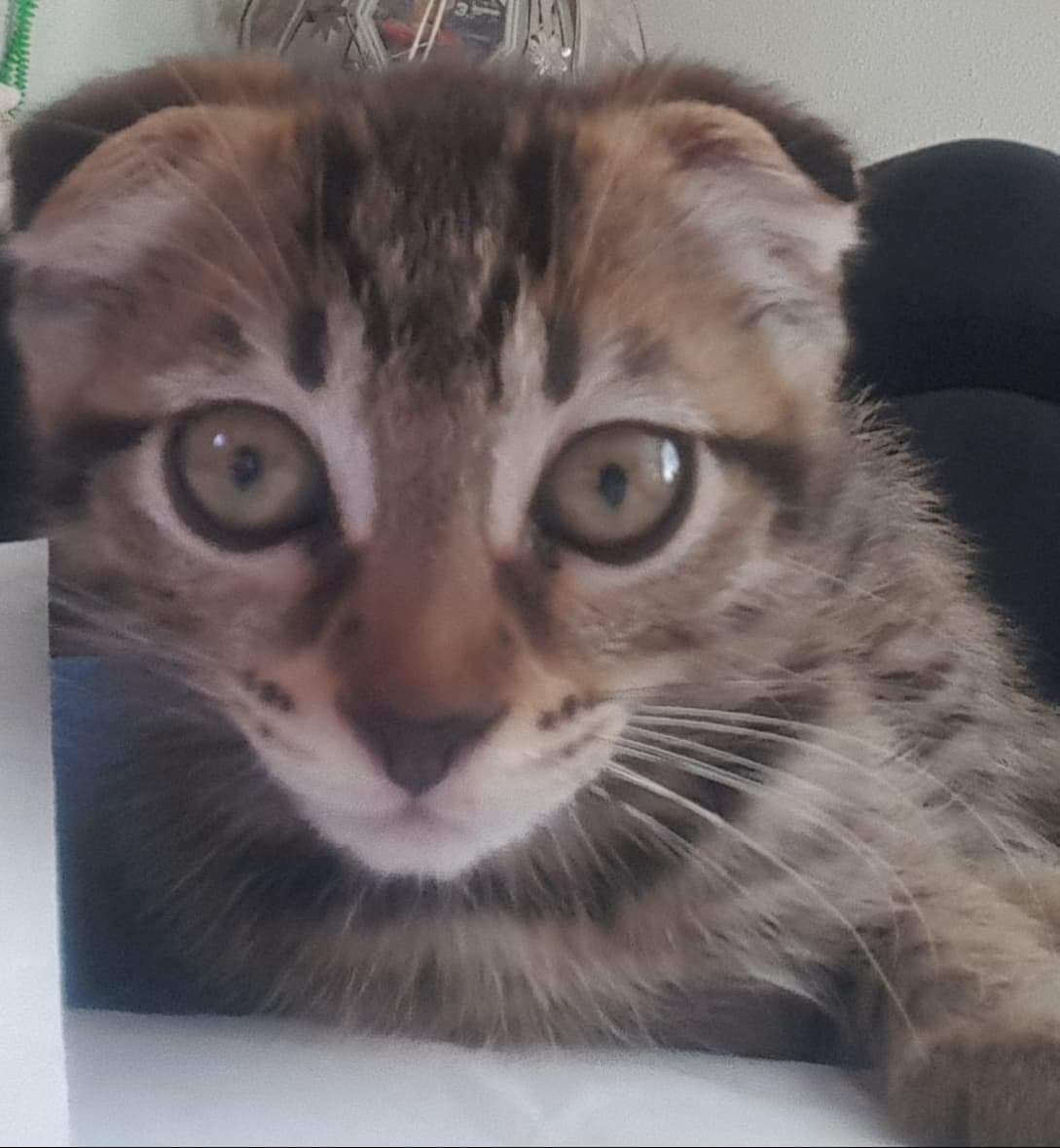 Well I haven't made a tweet in a long ass time. I got a new cat named Phineas