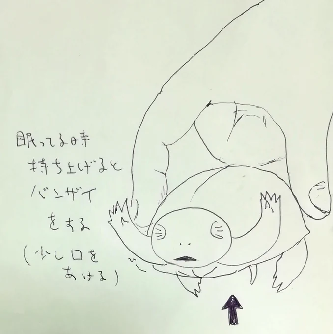 かめまんが(落書き)※下手くそですみません ???#クサガメ #かめ太 