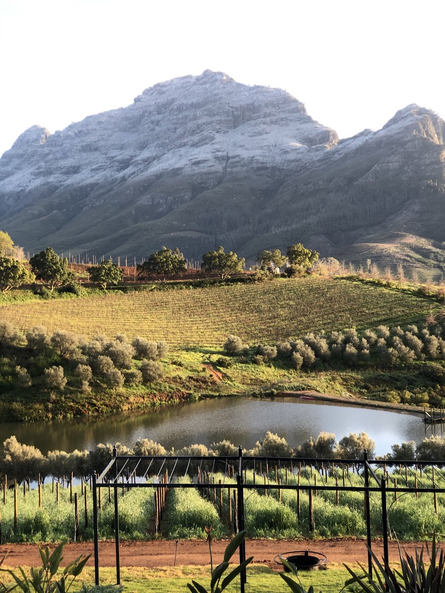 The snow and cold means a good vintage in the making.  Nature is supporting the SA wine industry. Chilly morning on ⁦<a href="/Bartinney/">Bartinney</a>⁩