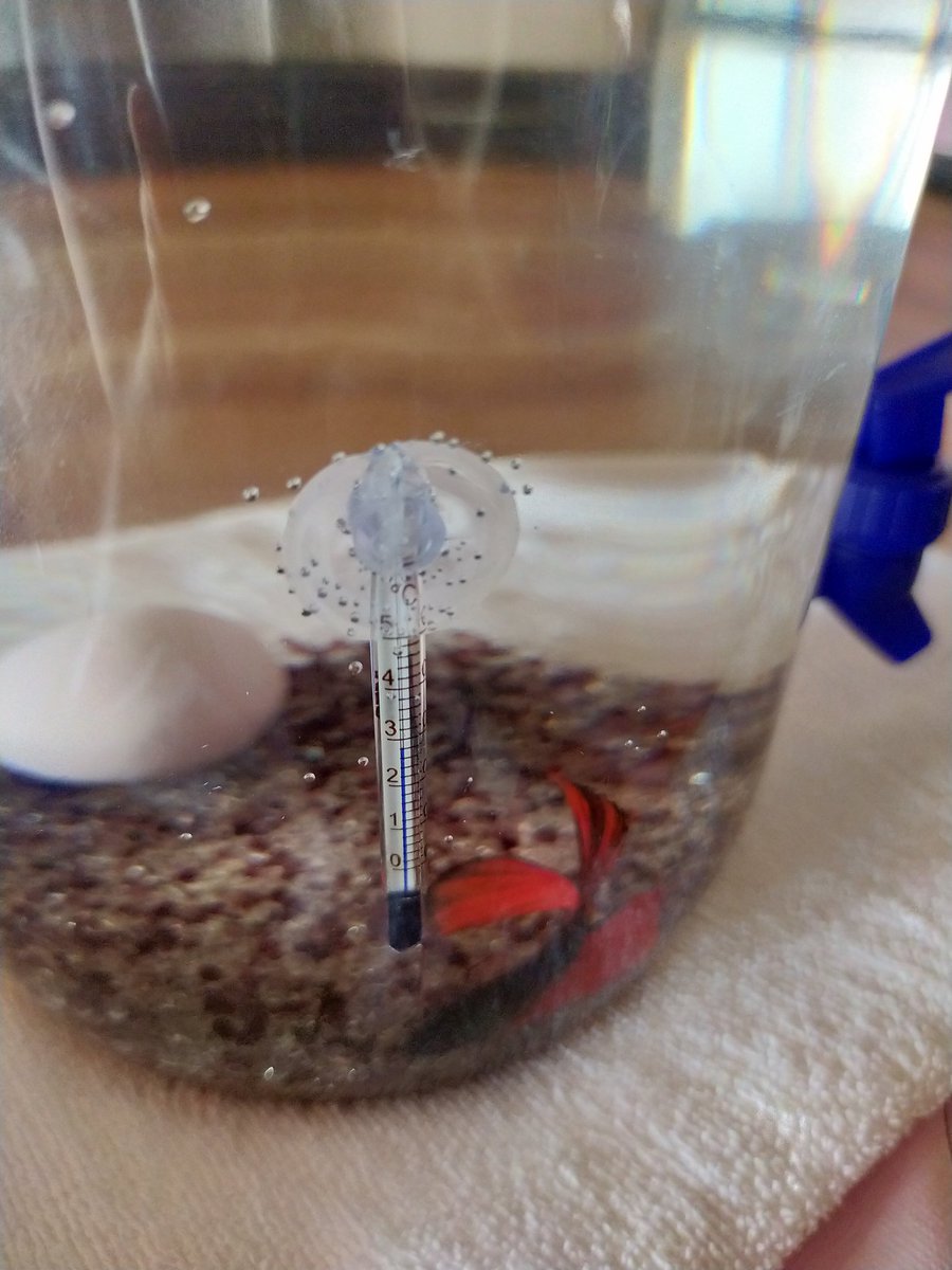 白鳥愛子 熱帯魚ベタ飼育 7 26 ボトルに生体導入 水合わせ後 ゆっくりとボトルにベタを入れる 夫がやってるが これで死なせたらと思うと見てるだけでゲロ吐きそう とりあえず無事に引越し完了 もう 初心者からしたら1つ1つが不安で心配 ベタ 白鳥愛子 熱帯魚ベタ飼育 7 26 ボトルに生体導入 水合わせ後 ゆっくりとボトルにベタを入れる 夫がやってるが これで死なせたらと思うと見てるだけでゲロ吐きそう とりあえず無事に引越し完了 もう 初心者からしたら1つ1つが不安で心配 ベタ
