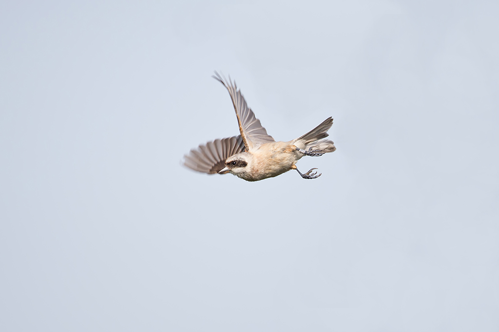 BirdsInFlight's tweet image. Sound update in E. Yellow Wagtail - ssp. plexa, tschutschensis &amp;amp; taivana now online: birds-in-flight.net/?p=12355
Many thanks to @ThijsFijen  &amp;amp; Tom Wulf!

New species: E. Penduline Tit: birds-in-flight.net/?p=12409

#birdmigration #birdIDguide #fieldguide #flightcalls #passerine #birding