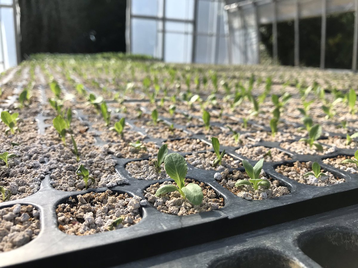thefarm_katori's tweet photo. 暑い日が続きますが、
農園では早くも冬野菜の苗たちが続々とできてきています！
１枚目から、白菜、ロメインレタス、キャベツ🥬
冬もいろんなお野菜があって楽しみですね😆
#thefarm_katori 
#ザファームの日常
#ザファーム
#冬野菜 https://t.co/X95ebVUeC2
