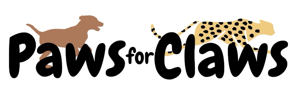 CCFCheetahUK's tweet photo. Yesterday was #WorldDogDay and we’re excited to announce we’ll soon be inviting you all and your #canine chums to take part in our #doggy challenge 🐶 #PawsforClaws 🐶 to help raise funds for our #LivestockGuardingDog programme. Stay tuned for more information! #savethecheetah https://t.co/6hVxxNsoqs