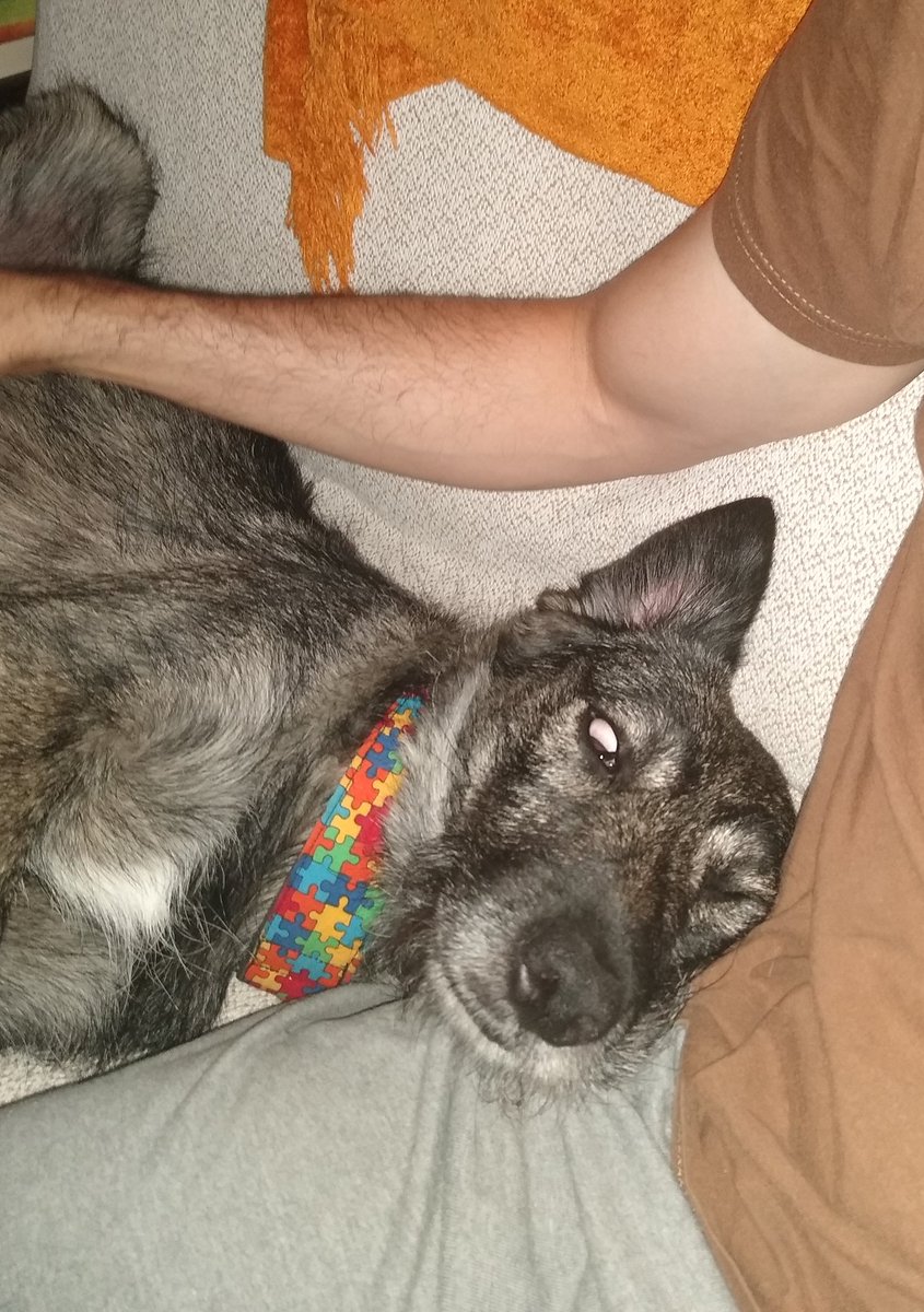 BrisaMolly's tweet photo. Ok... I haven't fallen asleep... I have passed out
Now I look like Cujo and mom doesn't know if she has to wake me up or to call an exorcist 😅😅
#Cujo #DogsProblems #dogsoftwitter https://t.co/zhi2DlmLpT