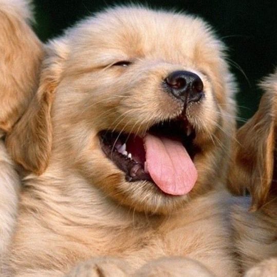 seunghun as golden retriever puppies; an adorable thread