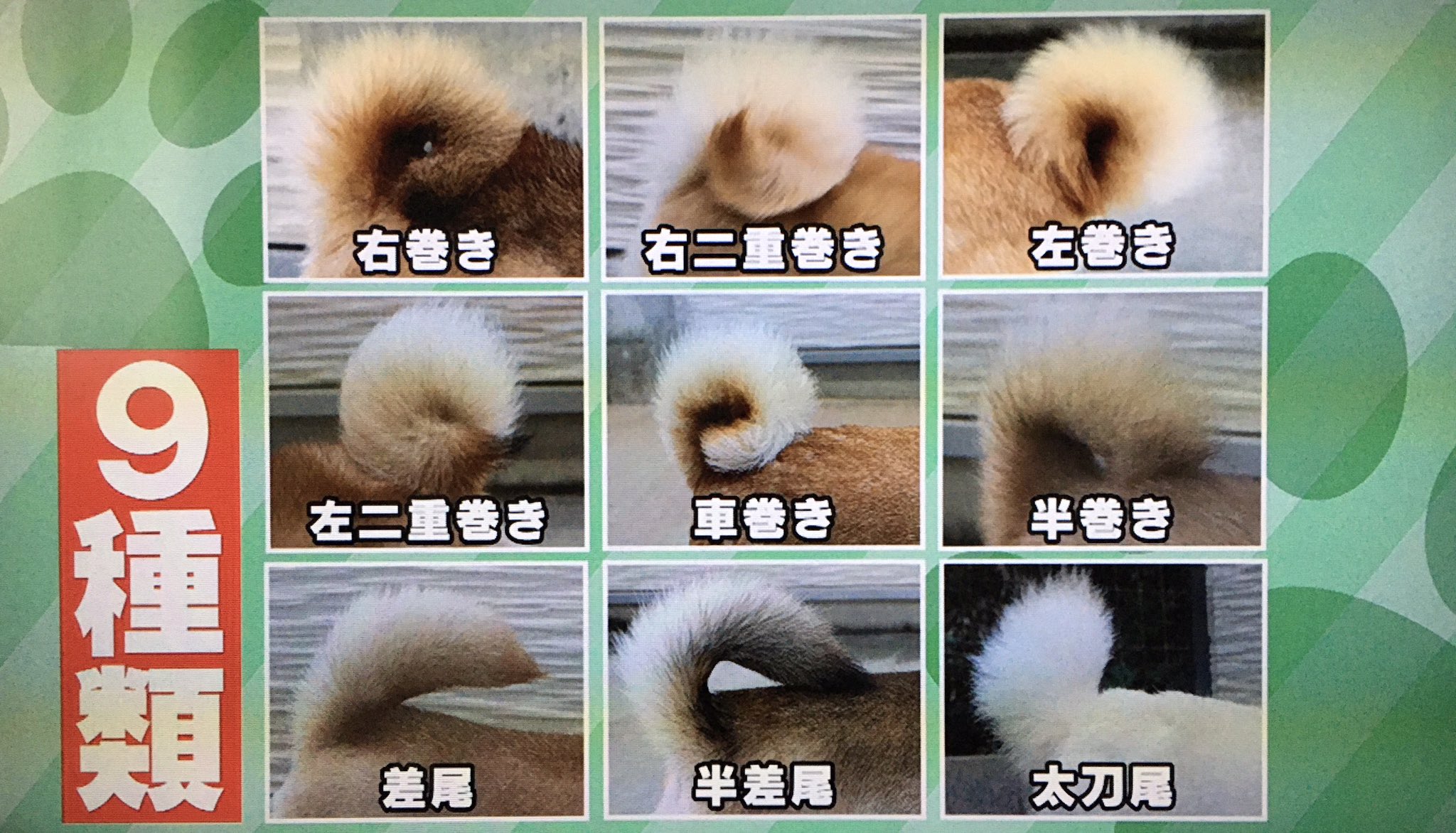 柴犬のしっぽ ユージン on X: 