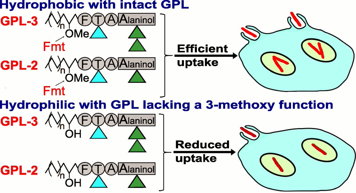 Happy to announce our latest study on the role of methoxylation of GPL which participates in surface hydrophobicity of M. abscessus and macrophage invasion. Very nice collaboration with Y Guerardel @GuerardelY and Y Dufrêne @UCLouvain_be 
doi: 10.1021/acsinfecdis.0c00490