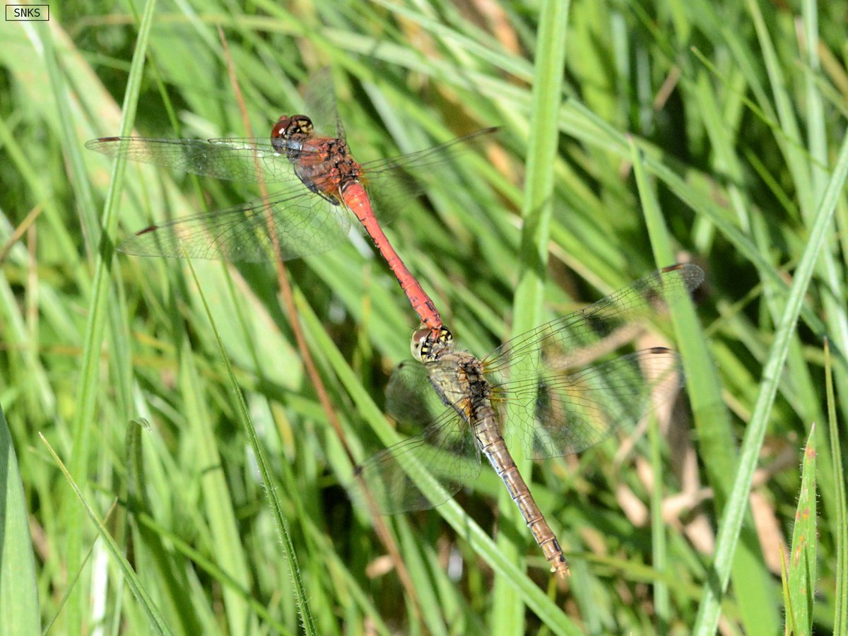 Tandem bei der Eiablage.

#Sympetrum_sanguineum
#Blutrote_Heidelibelle 

#SNKS