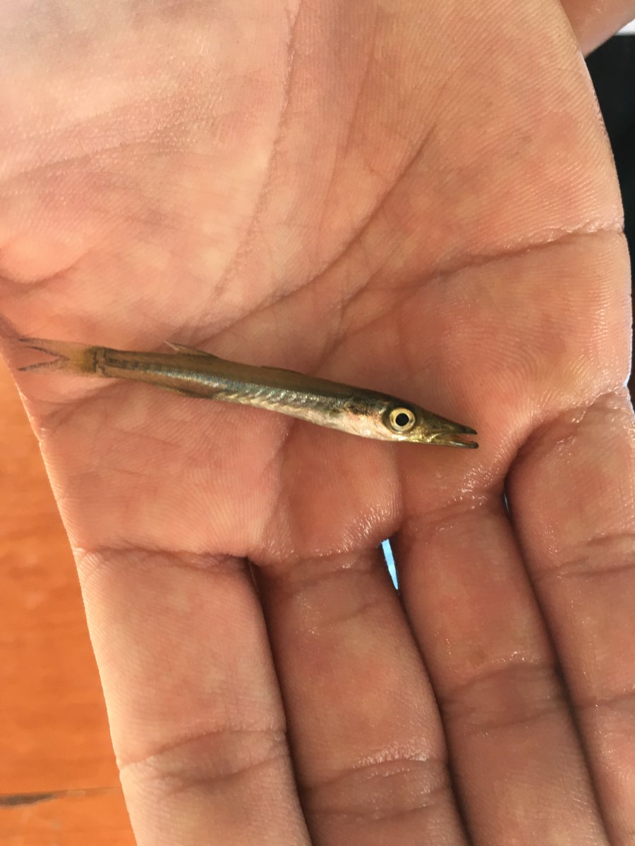尼崎市立魚つり公園 サビキでカマス釣れましたが まさかのこのサイズ 尼崎市立魚釣り公園 サビキ釣り カマス 尼崎市立魚つり公園 サビキでカマス釣れましたが まさかのこのサイズ 尼崎市立魚釣り公園 サビキ釣り カマス