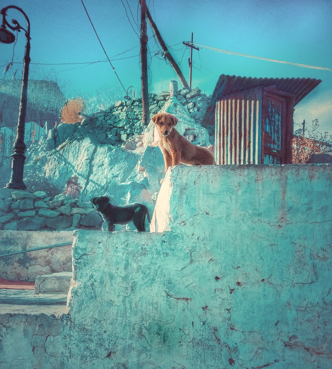 Clickbliss2's tweet photo. Dogs do speak, but only to those who know how to listen!!! 
#Dog #life #inspiration #hopes #doglove #doglovers #mountains #hills #SundayThoughts #photographer #PhotoOfTheDay #photography #PicOfTheDay #oneplus7pro #camera #snapseed #editing #clickwithme #travelphotography https://t.co/GCV3q2XQgx