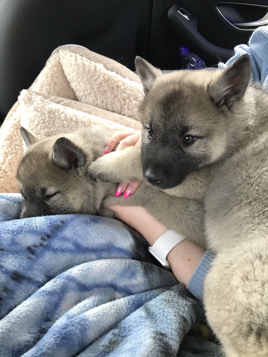 Our new additions to our family, Erik and Luna #dogsoftwitter