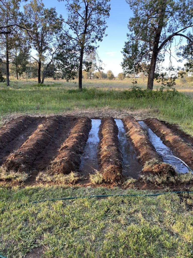 On the back of some allocation the summer crop is firing! Lazered this virgin block, pulled it into hills, cultipacked, rolled and pre irrigated. Now to decide what goes in? #summercrop20/21