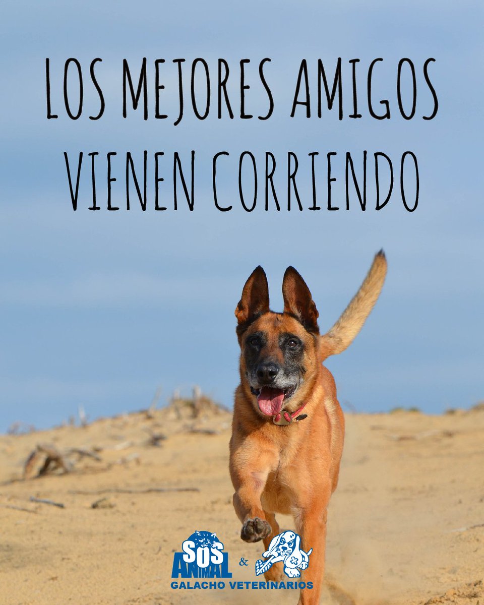 GrupoGalacho's tweet photo. Los mejores amigos vienen corriendo 🐾🐾

#FelizDomingo #citas #citascelebres #quotes #citasenespañol #perros #perrosmalaga #frasesperros #perrosfelices #perrosgraciosos #perritos #animales #mascotas #mascotasmalaga #Veterinaria #ClinicaVeterinaria #hospitalveterinario https://t.co/kEuFP5imNM
