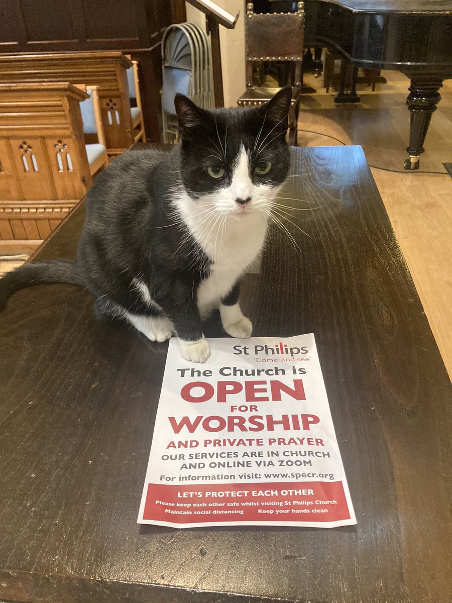 SPECR_cat tweet media