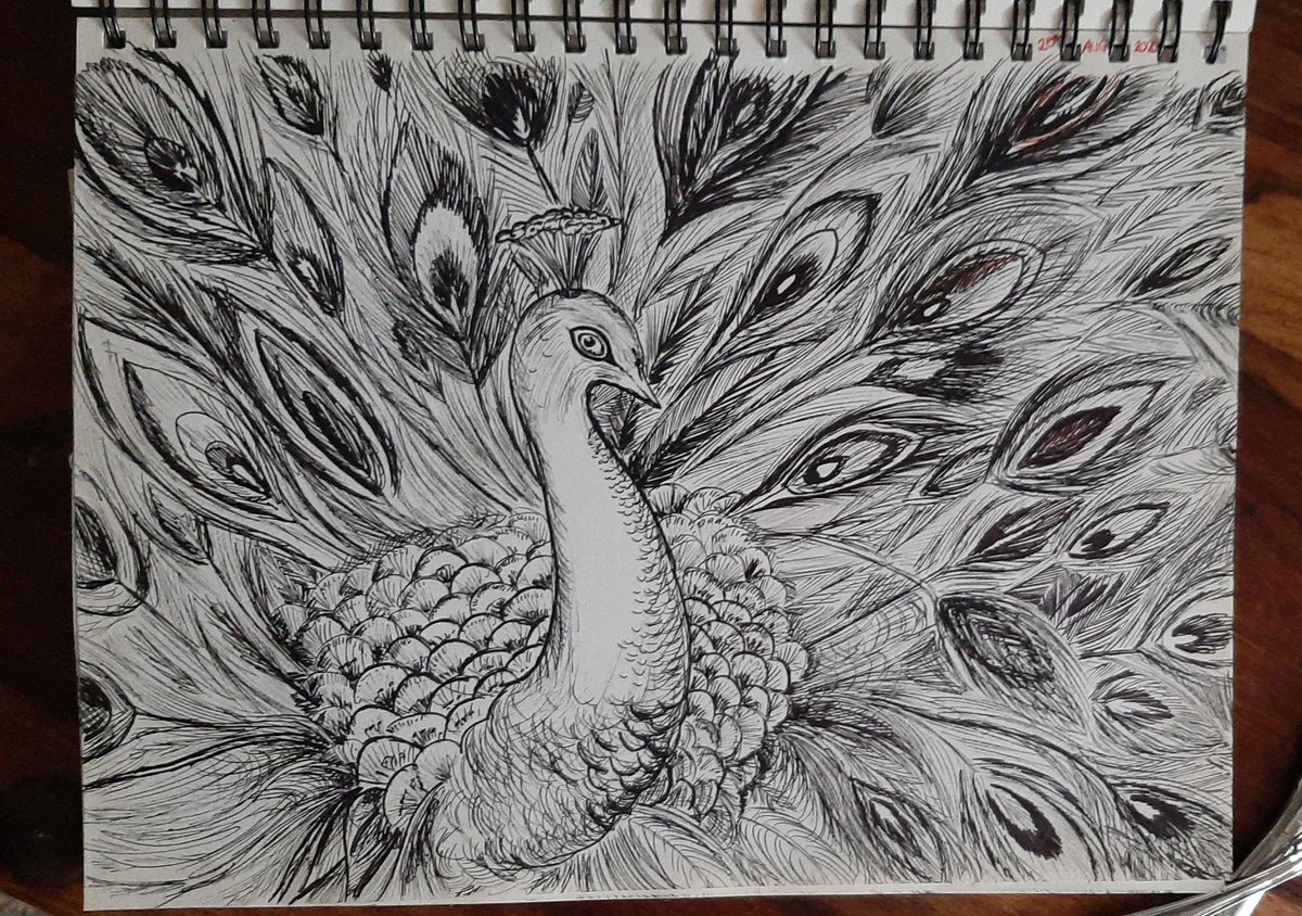 Fine liner peacock doodle in my @winsorandnewton sketchbook this week. 5 hrs work. Will be producing this in pencil and watercolour this week with additions along the way I think.
#art #doodleart #ink #sundayvibes #peacock #artist