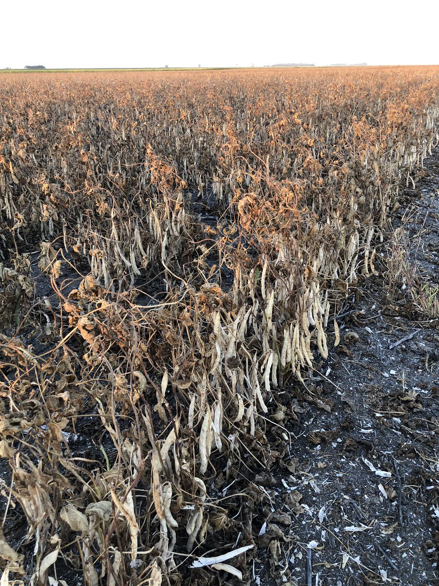 Murray Pritchard tweet media