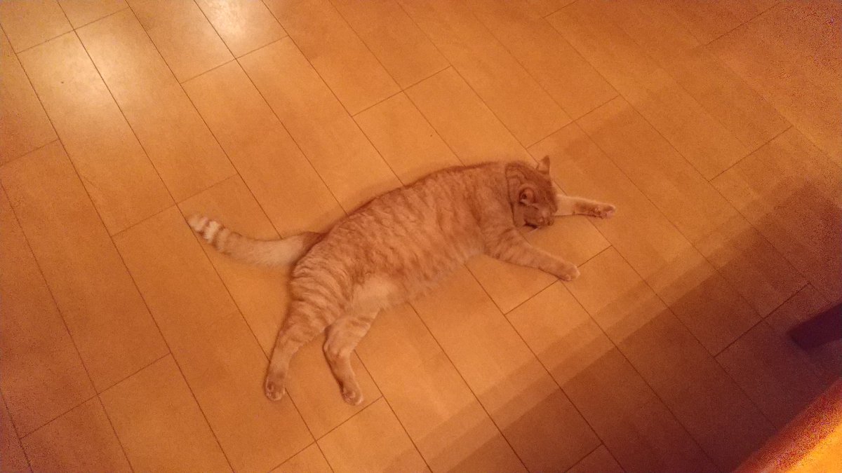 tami_tora's tweet photo. 踏んでしまうって

#猫  #茶トラ  #とらじろう
#床と同化  #ほぼ同じ色 https://t.co/bHnEMpP8lA