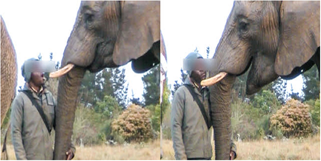 *Interspecific* contagious yawning in response to human yawning had been seen only in chimpanzees and dogs. But new 2020 work shows elephants engage in both intraspecific contagious yawning and interspecific contagious yawning with *familiar* humans. https://www.frontiersin.org/articles/10.3389/fvets.2020.00252/full 4/