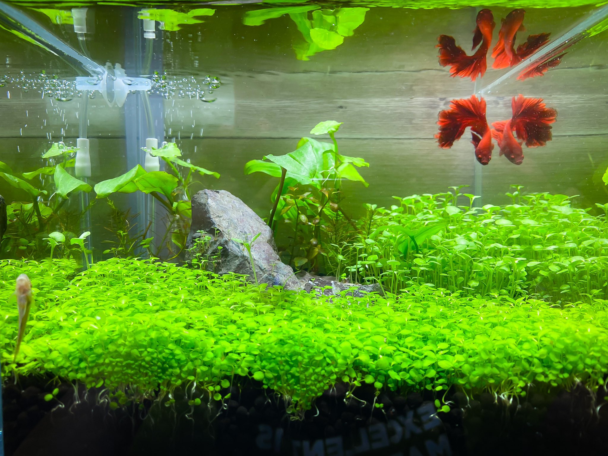 Minmin おうちアクアリウム Betta ベタ ハーフムーン 水草の種 小型水槽 T Co Vymhfvzaio Twitter