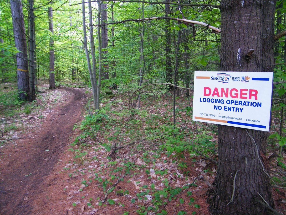  #GVRAT1000k day 121. Noticed that the loggers had moved on to another local forest & stopped by to see how it looked. They did a quite a good job of tidying up, though the ruts from the heavy equipment will take a while to heal. After & before pictures.  #ThisWillBeAThread 