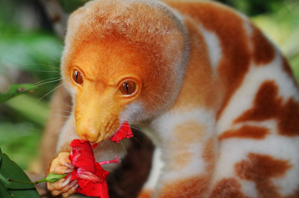 Ok, brace yourselves. I here to help brighter your day with Cuscus' - who are here to grace your twitter feed and look badass eating flowers (and I don't mean the semolina kind) - all these pics are from the internet - alas Cuscus live far away from me in lutruwita.