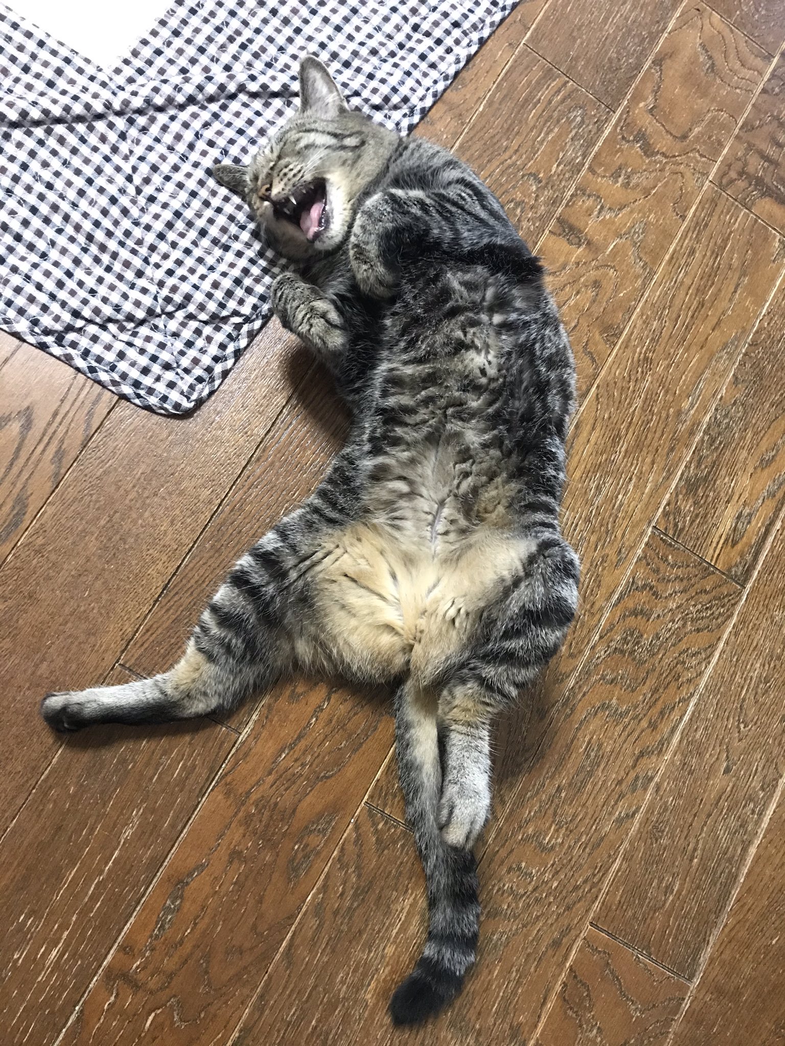猫面白い Twitter Search Twitter