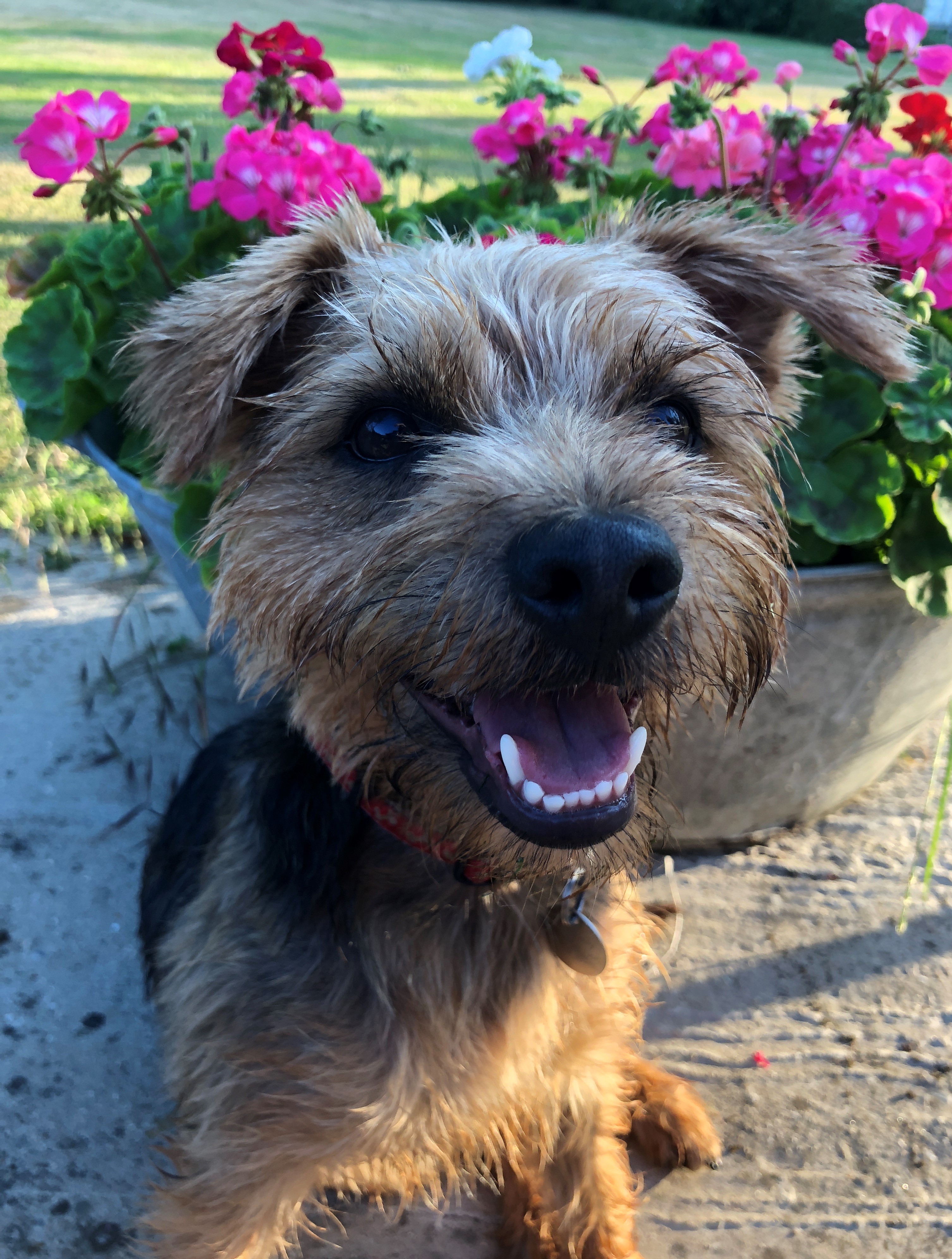 Border terrier best sale x puppies