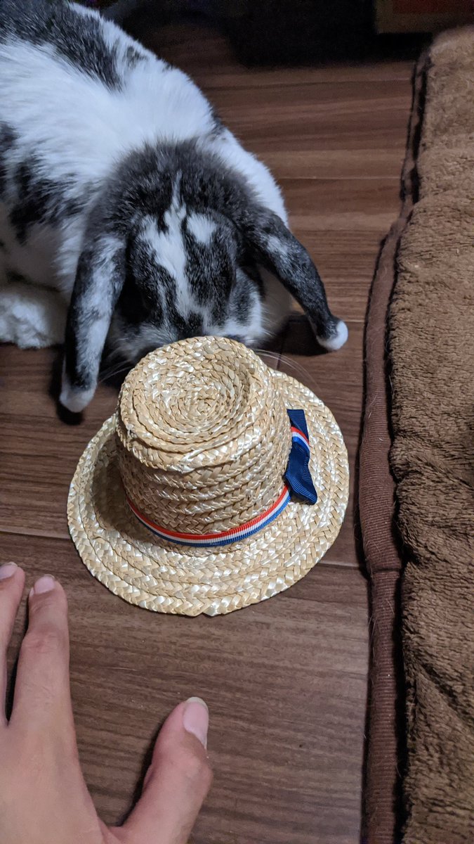 クロちゃんおまとめ✧*。 クロちゃんのアイドル紹介するしん！ Vol.20 | 安田大サーカスクロ