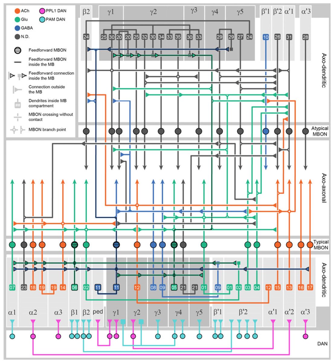 Inside the fly mind: "The connectome of the adult Drosophila mushroom body: implications for function" biorxiv.org/content/10.110… - incredible, epic work defining the connectional principles of the brain region flies think with